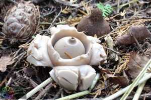 geastrum (1) (1000 x 667).jpg_product_product_product_product_product